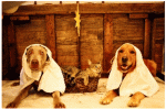 dogs-in-a-manger21